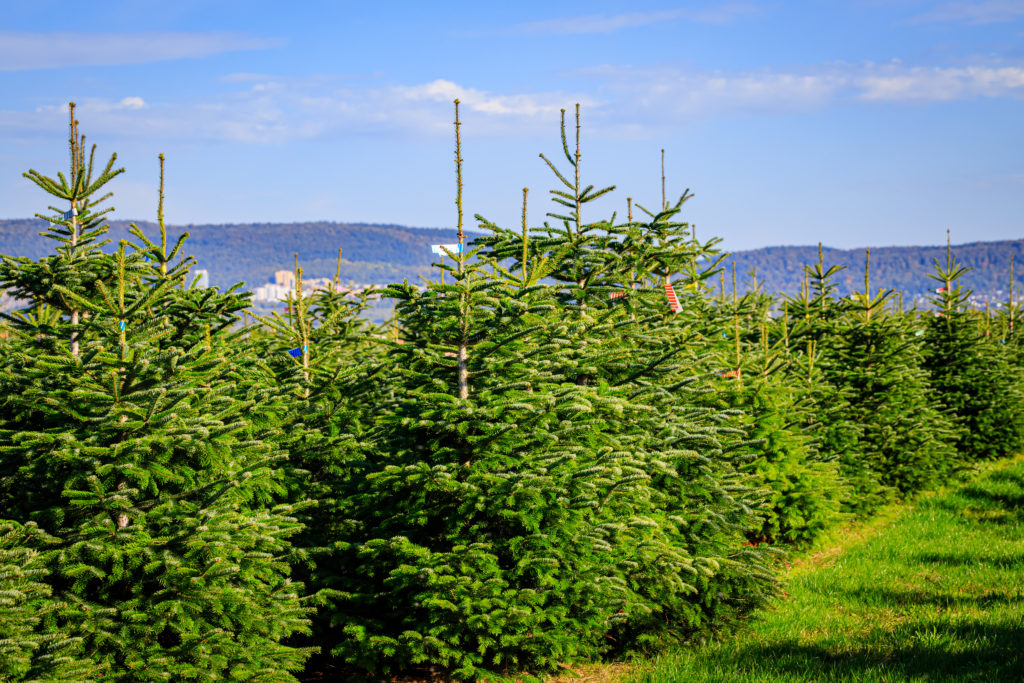 Christmas Tree